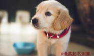 好听的珠宝店名字大全,朗朗上口
