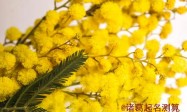 2020年鼠宝宝男孩名字